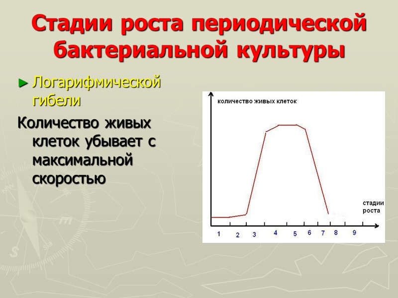 Стадии роста периодической бактериальной культуры Логарифмической гибели  Количество живых клеток убывает с максимальной